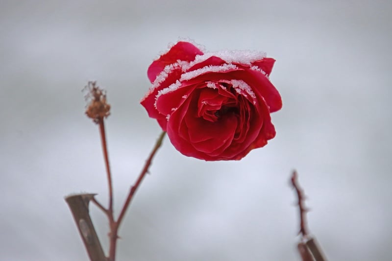 Pressed Flower Art